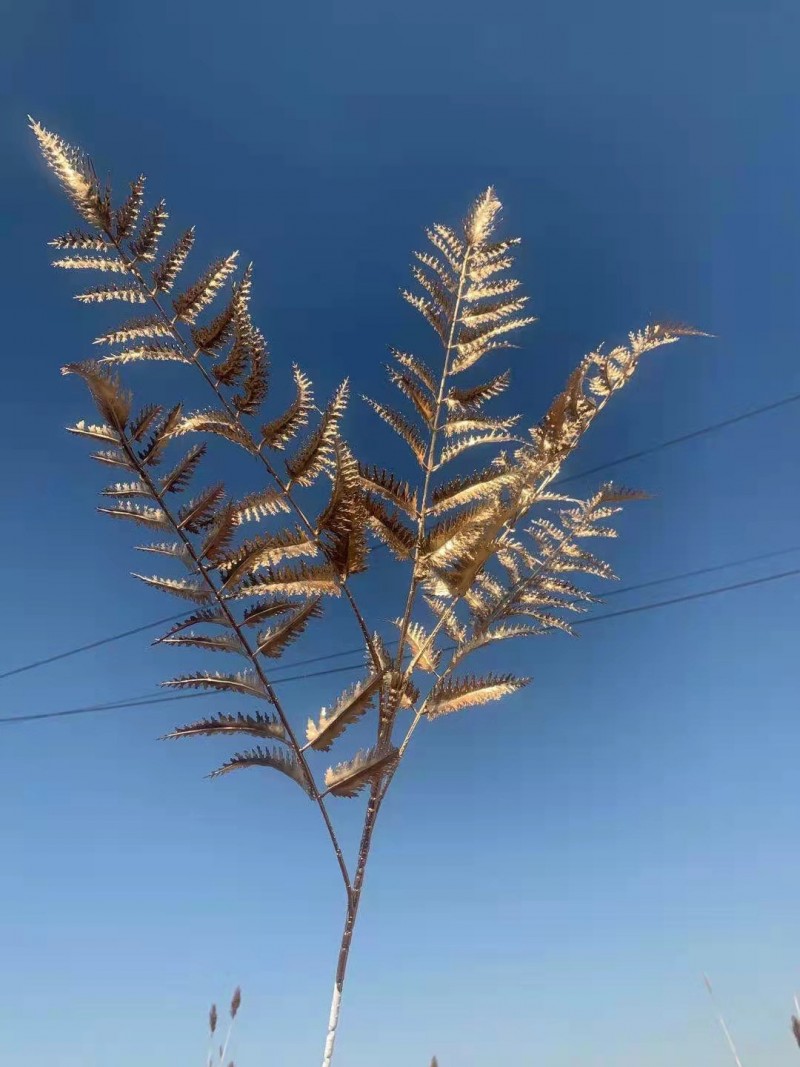 Five - Pronged Acacia Golden Artificial Plant