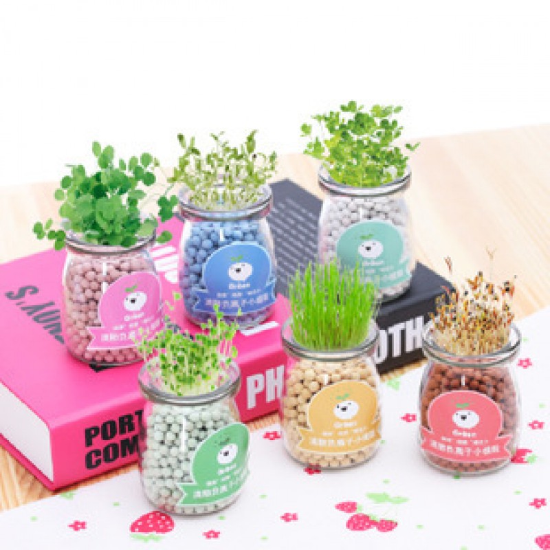 heart grass Mini Potted Plant