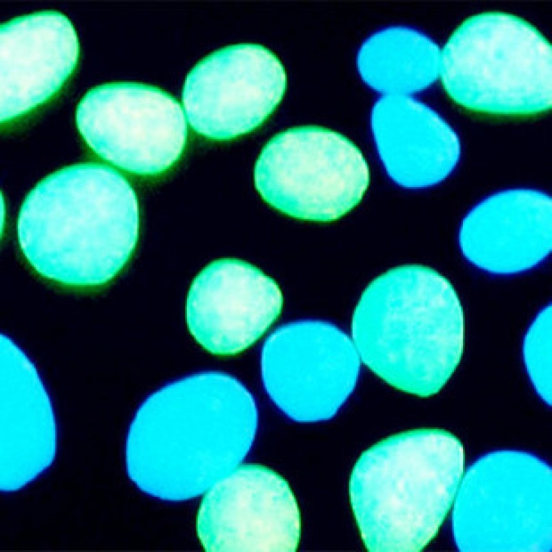 Pebble 0.2CM 1922 Glow in the dark Luminous pebbles