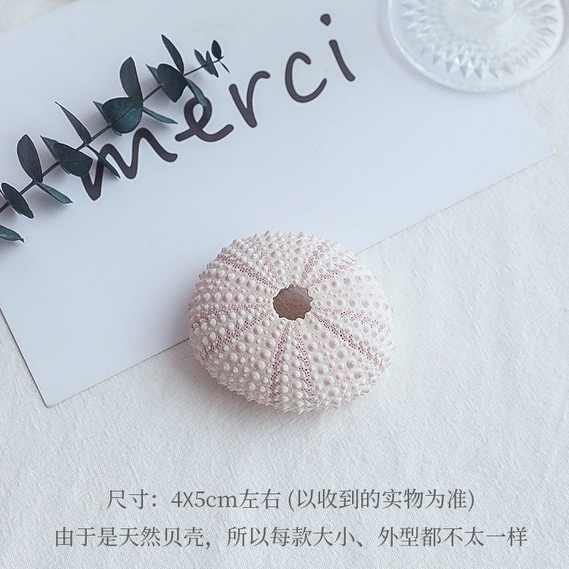 One Pink Sea Urchin Photography Props