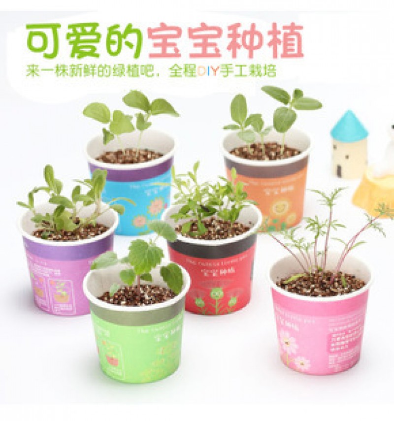 Carnation Creative Mini Potted Plants