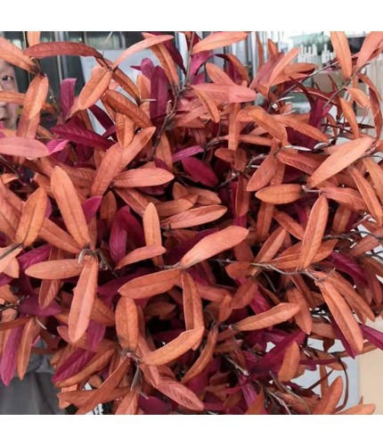 Orange Olive Branch Artificial Clearance