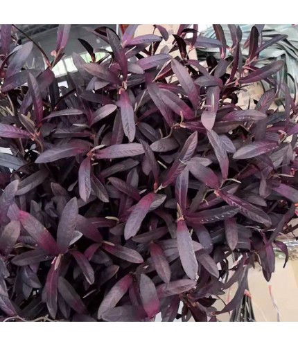 Burgundy Olive Branch Artificial